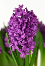 Гіацинт Miss Saigon (18/19)