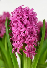 Гіацинт Pink pearl (17/18)