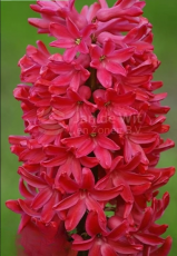 Гіацинт Jan Bos (18/19)