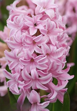 Гіацинт Fondant (18/19)