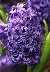 Гіацинт Blue Pearl (18/19)