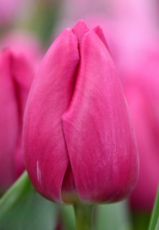 Тюльпан Barcelona (11/12)