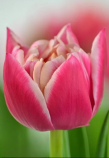 Тюльпан Columbus (12+)