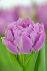 Тюльпан Double Price  (11/12)