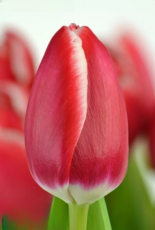 Тюльпан Dutch design 12+