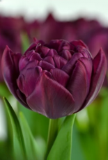 Тюльпан Alison Bradley (11/12)