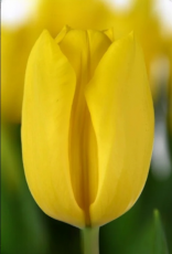 Тюльпан Golden power (12+)
