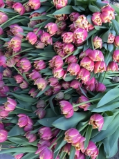 Тюльпан Columbus (11/12)