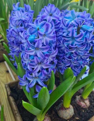 Гіацинт Aqua (18/19)