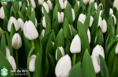 Тюльпан Royal Virgin (11/12)