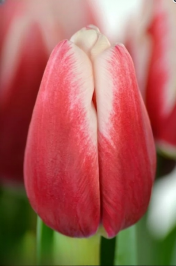 Тюльпан Timeless (11/12)