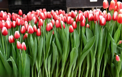 Тюльпан Timeless (11/12)