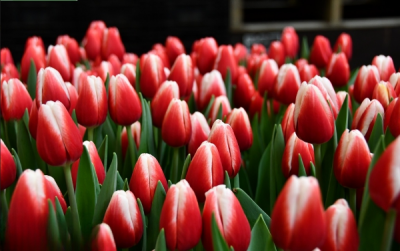 Тюльпан Timeless (11/12)