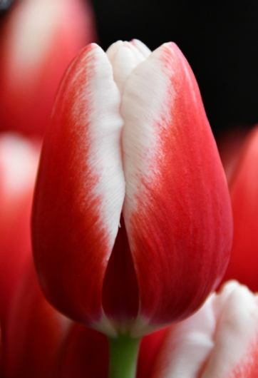 Тюльпан Timeless (11/12)