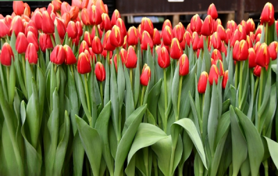 Тюльпан Denmark (11/12)