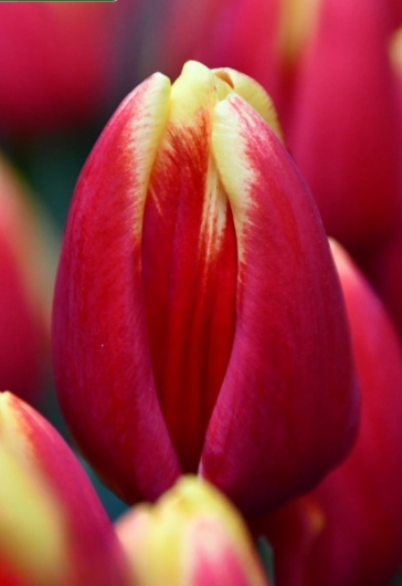 Тюльпан Denmark (11/12)