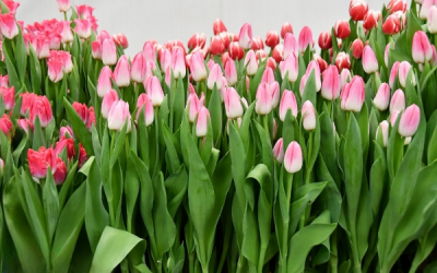 Тюльпан Dynasty (12+)