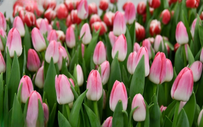 Тюльпан Dynasty (11/12)