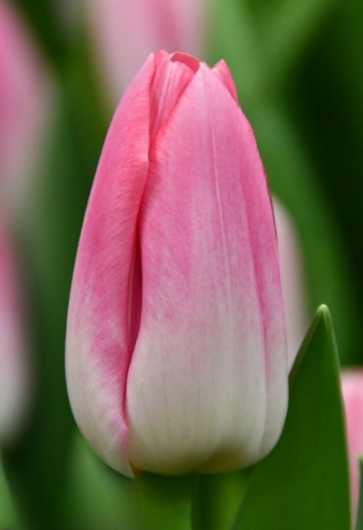 Тюльпан Dynasty (11/12)