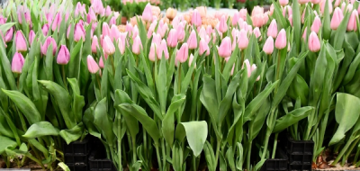 Тюльпан Gabriella  (12+)