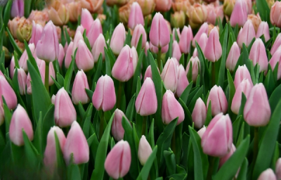 Тюльпан Gabriella  (12+)