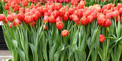 Тюльпан Icoon (11/12)