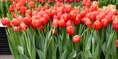 Тюльпан Icoon (11/12)