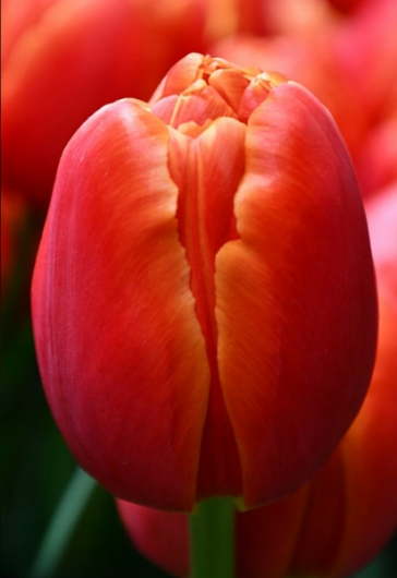 Тюльпан Icoon (11/12)