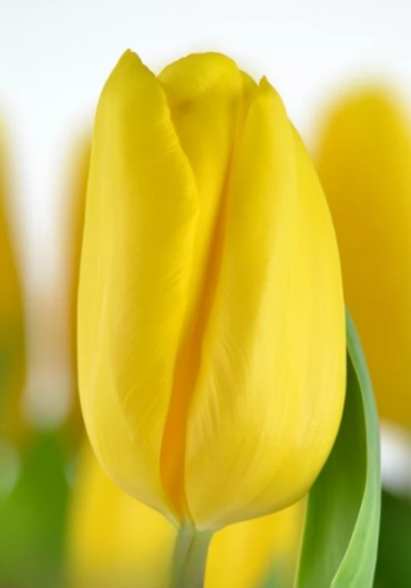 Тюльпан Strong Gold