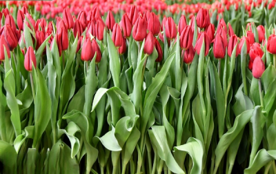 Тюльпан Strong Love (11/12)