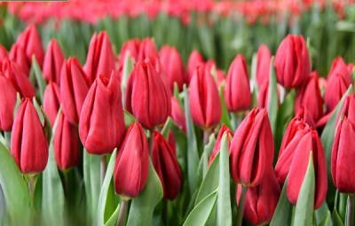 Тюльпан Strong Love (11/12)