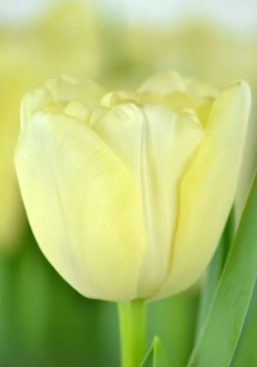 Тюльпан Avand Garde