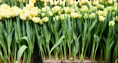 Тюльпан Avand Garde