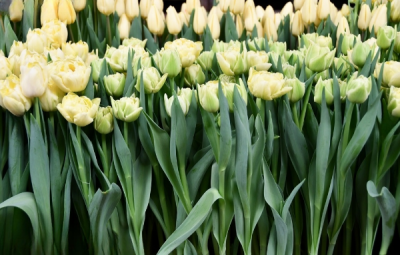 Тюльпан Avand Garde