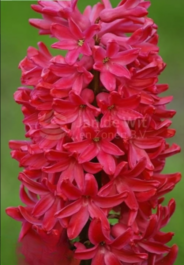 Гіацинт Jan Bos 18/19