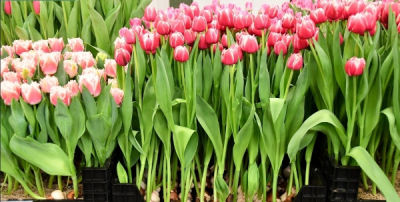 Тюльпан Columbus (12+)