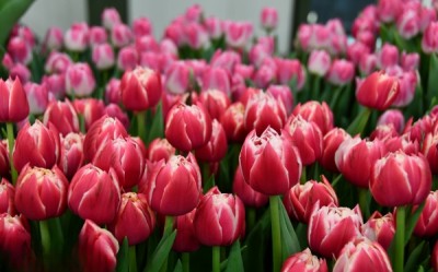 Тюльпан Columbus (12+)