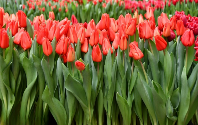 Тюльпан Lalibella (11/12)