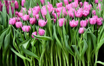 Тюльпан Double Price