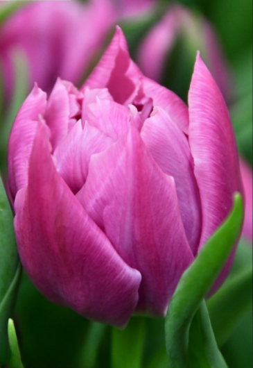 Тюльпан Double Price