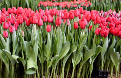 Тюльпан Invader (12+)