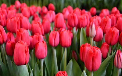 Тюльпан Invader (12+)