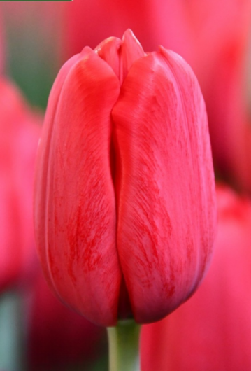 Тюльпан Invader (12+)