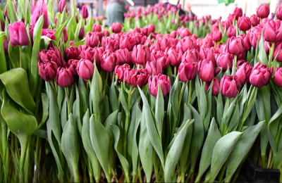 Тюльпан Alison Bradley 11/12