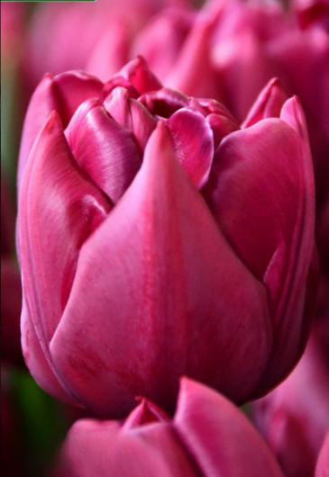 Тюльпан Alison Bradley 11/12